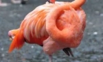 Zašto flamingos ljubav stoji na jednoj nozi